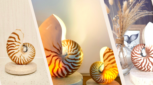 Illuminate Your Space: Why Shell Lamps are the Perfect Bedside Lamps