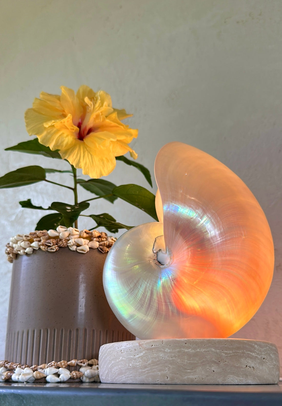 Mother of Pearl Nautilus - Large