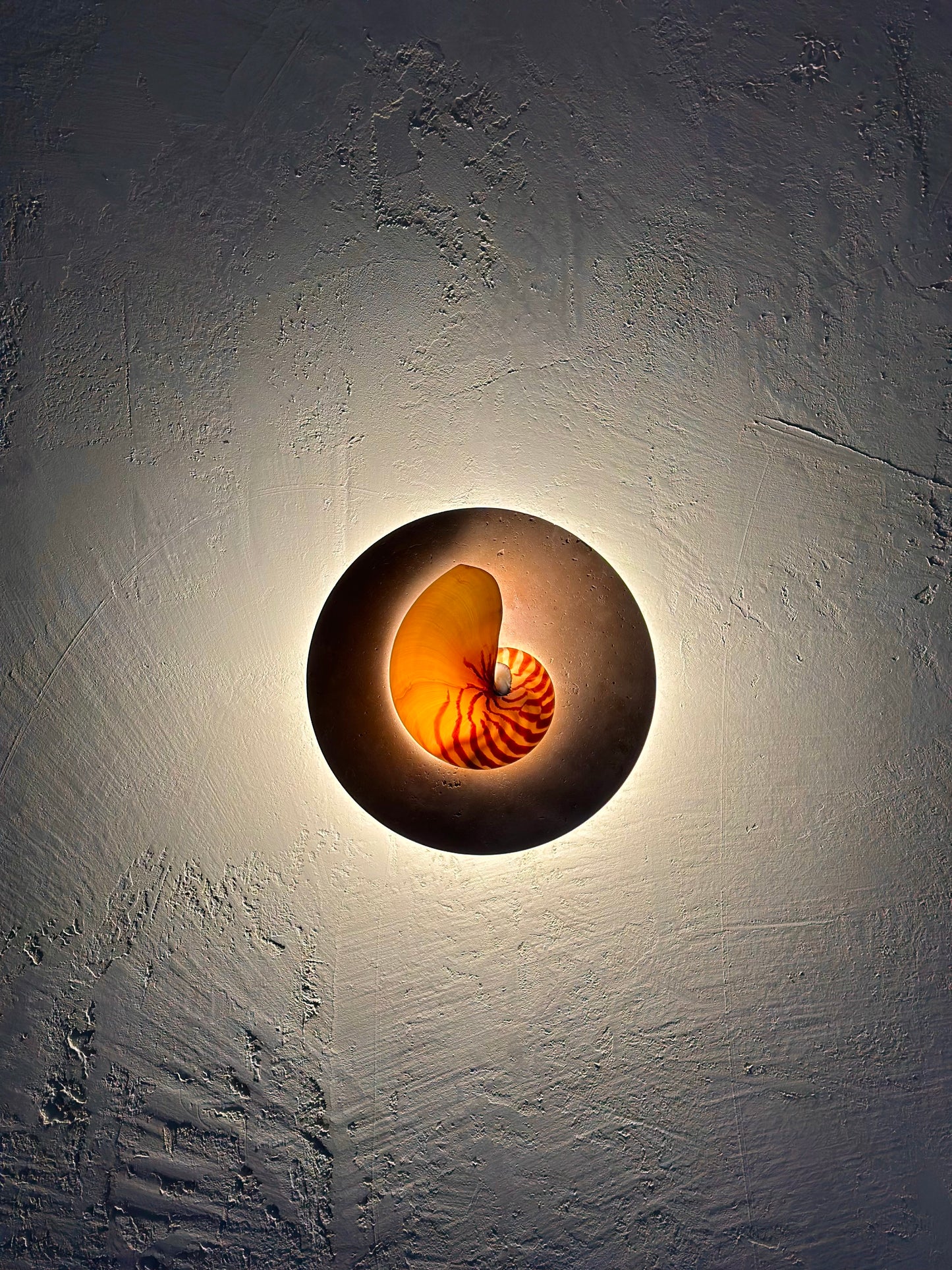 Natural Nautilus wall sconce