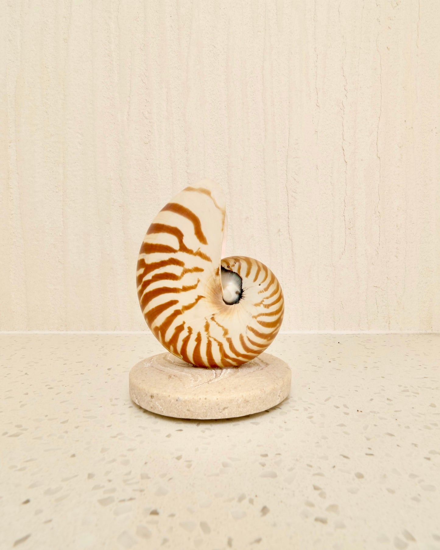 Nautilus Shell Lamp - Small