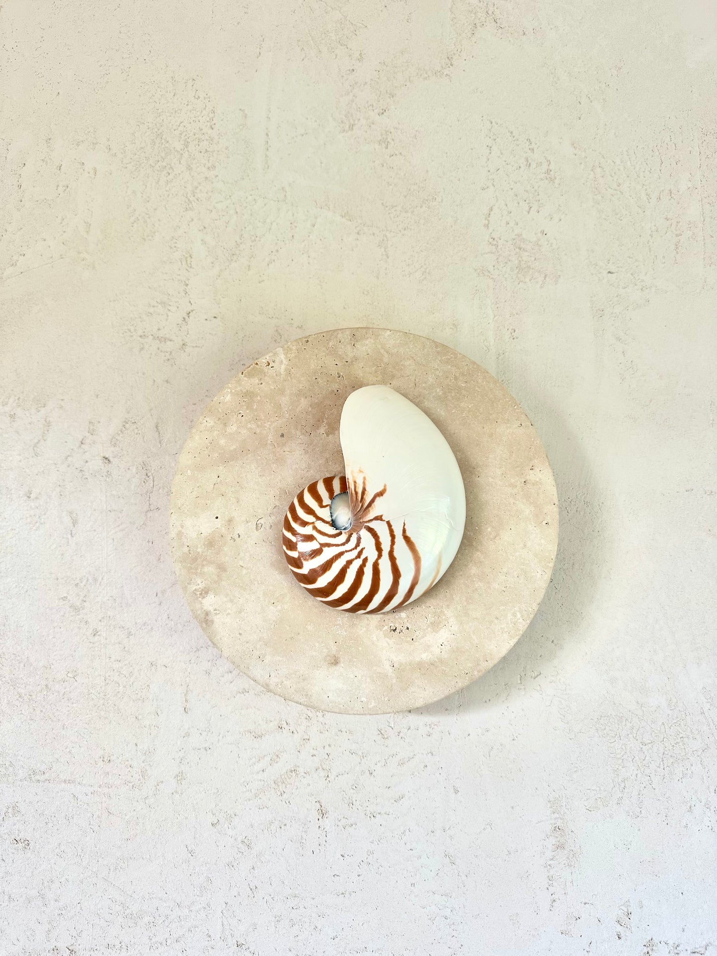 Natural Nautilus wall sconce