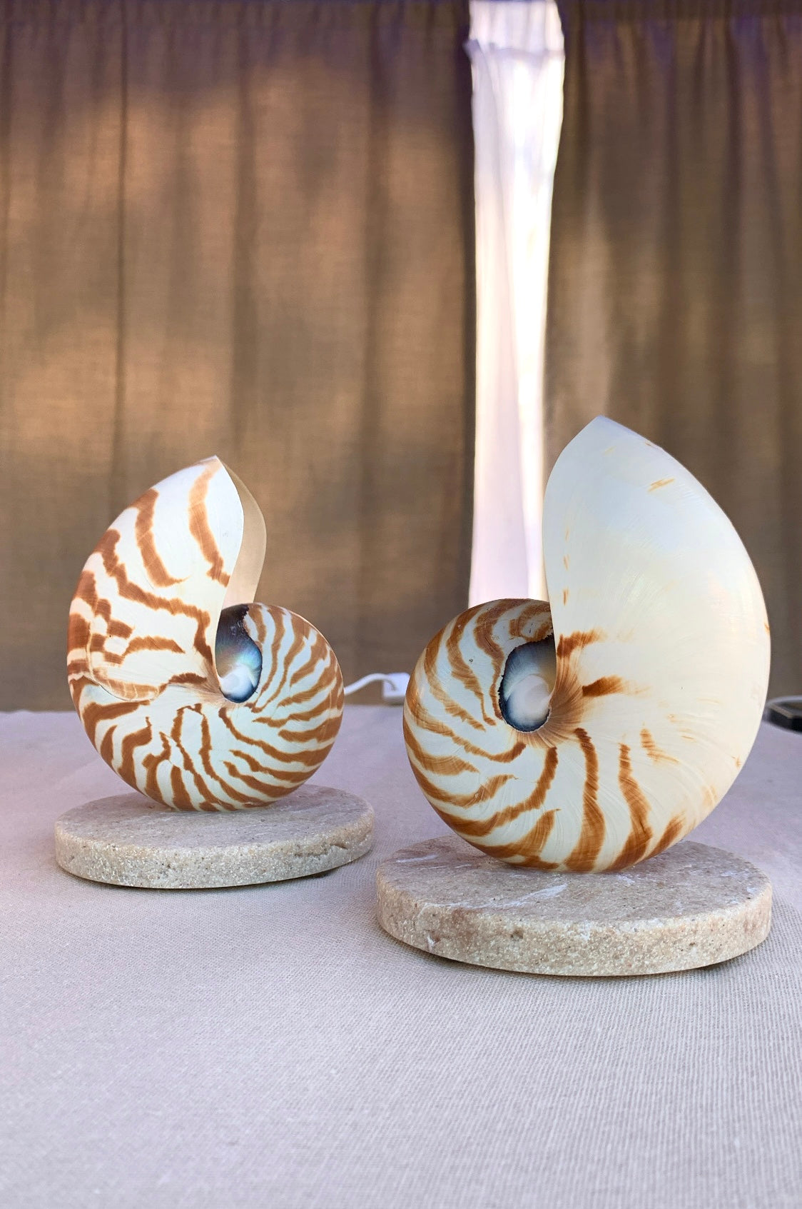 Nautilus Shell Lamp - Small