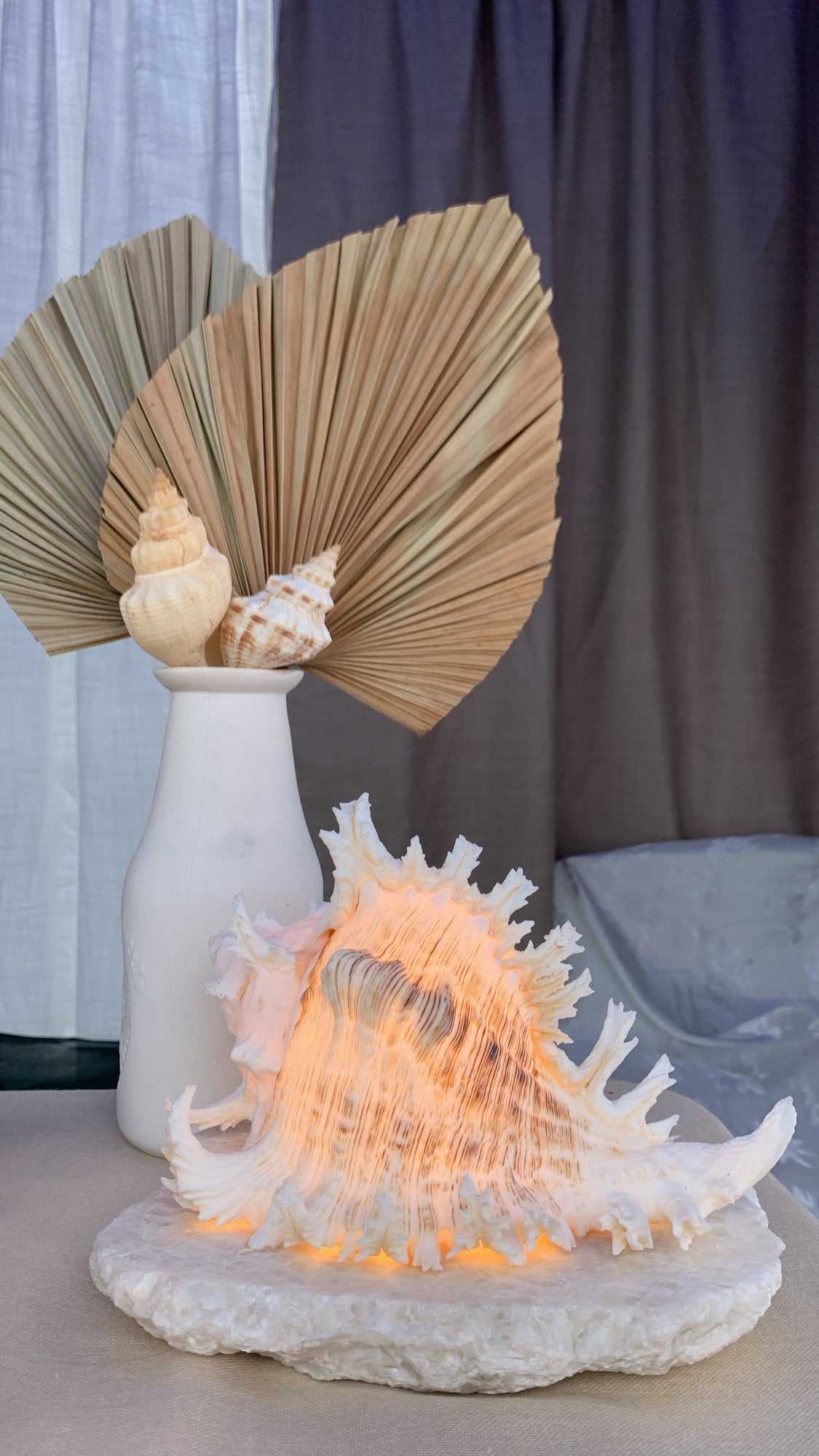 Ramosus Shellamp - Large
