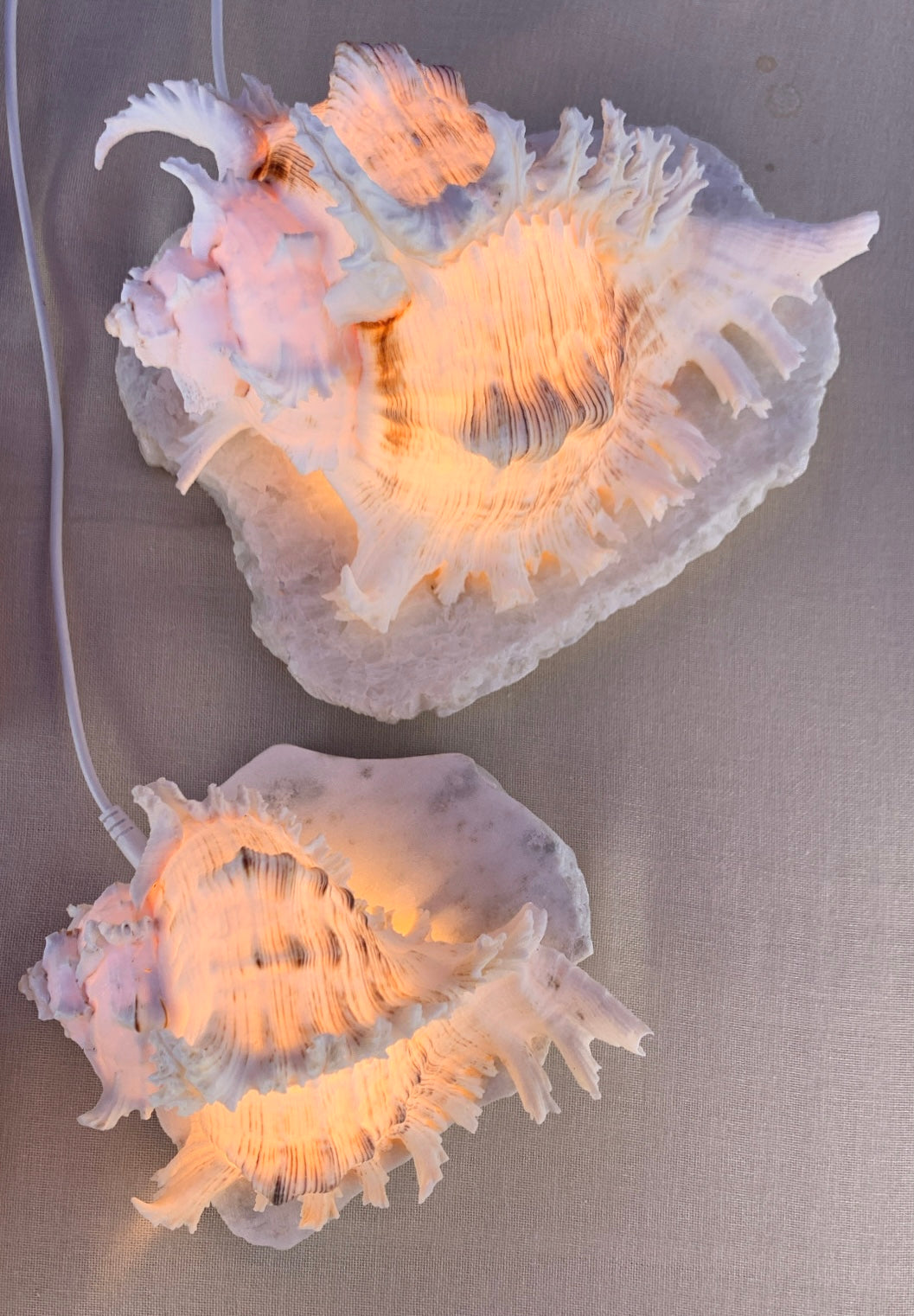 Ramosus Shellamp - Large
