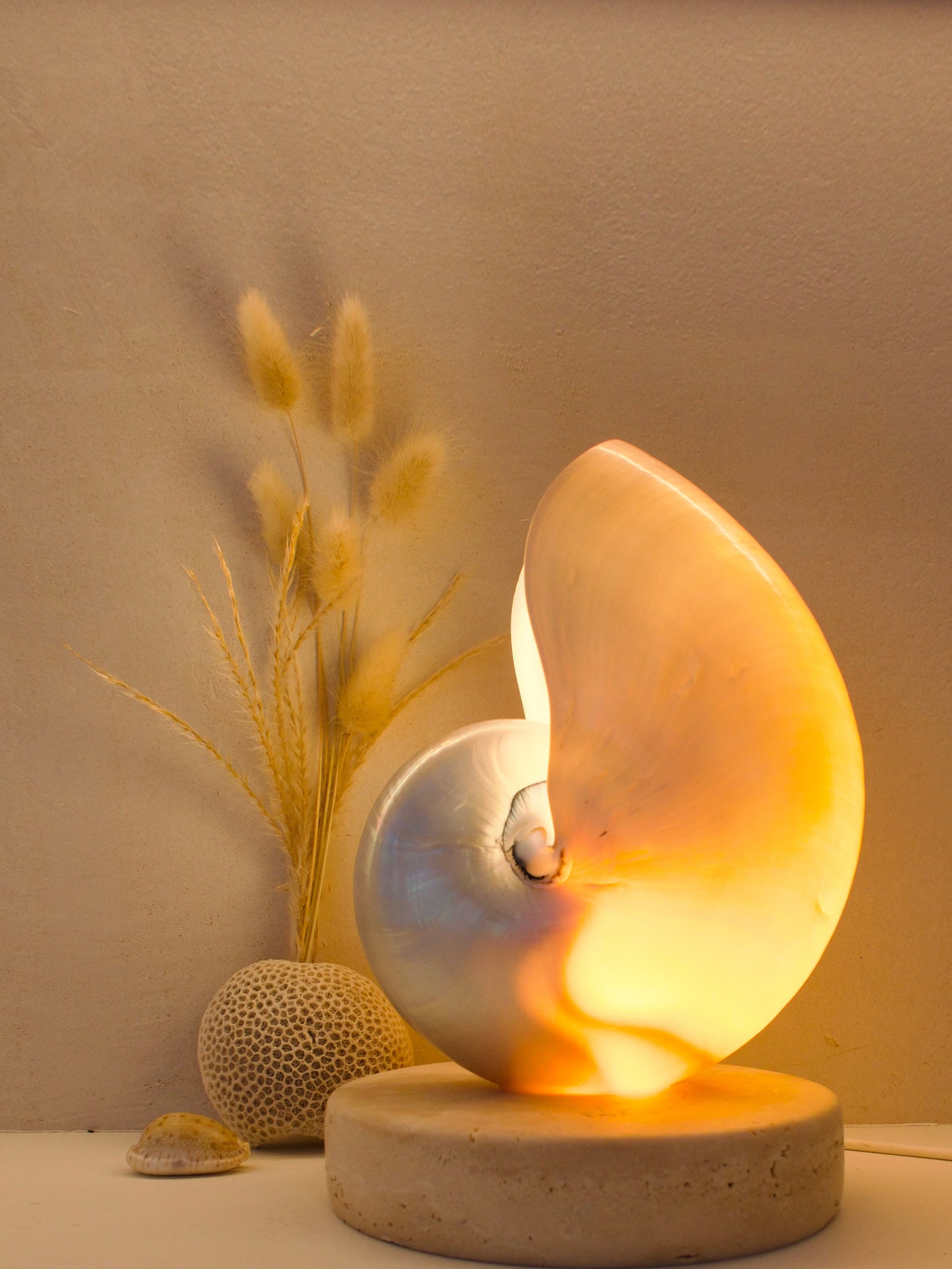 Mother of Pearl Nautilus - Large