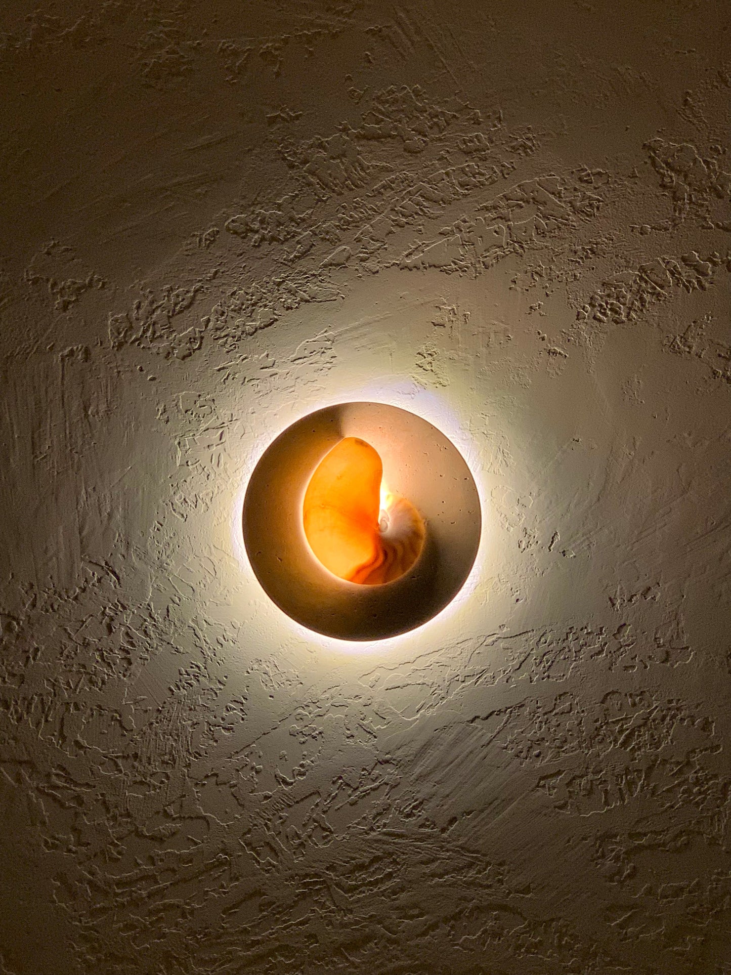 Pearl Nautilus wall sconce