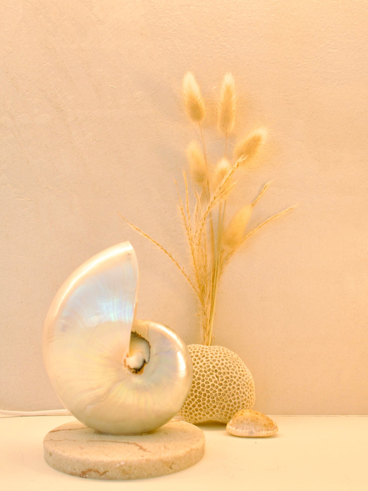 Decorative shell lamp with a mother of pearl nautilus shell on a travertine look base against a beige wall.