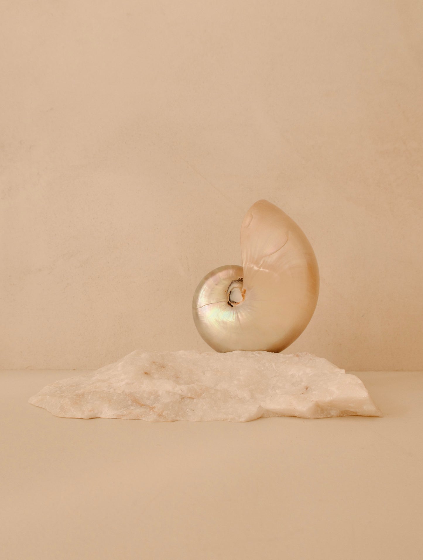 small mother of pearl nautilus shell lamp on a quartz base
