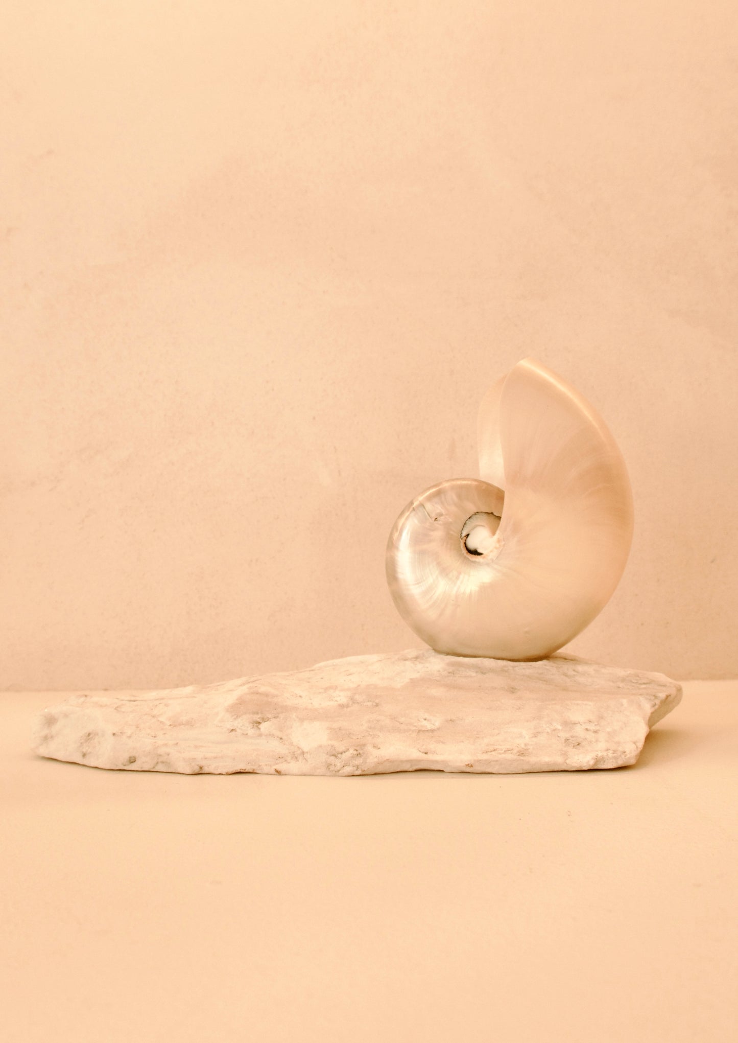 small mother of pearl nautilus shell lamp on a marble base