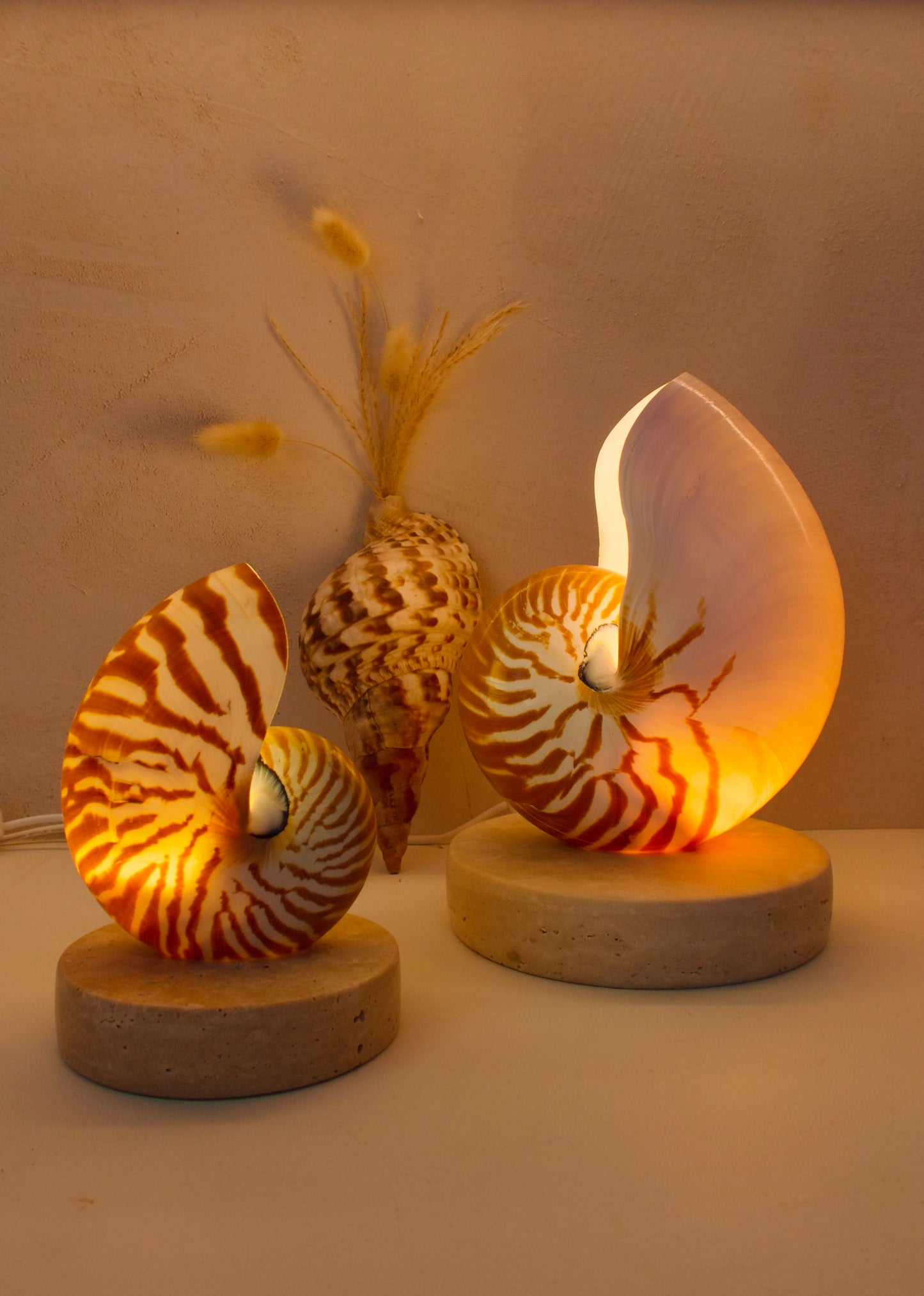 Nautilus Shell Lamp - Small