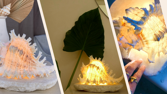 Ambient Lighting: How Shellamps Bring Natural Warmth and Style to Your Home
