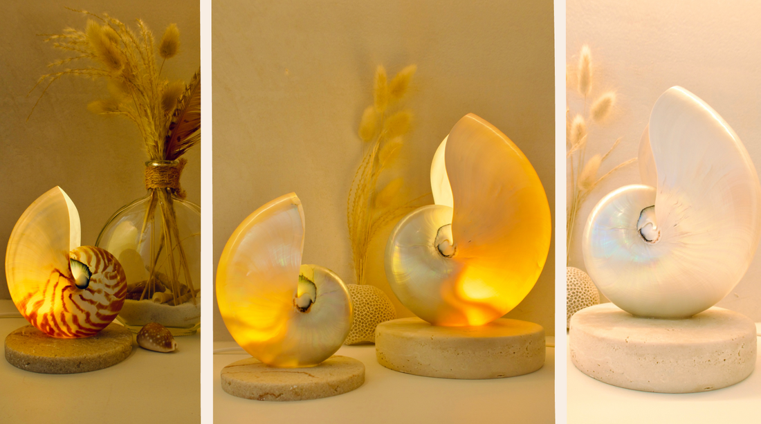 Born of the Ocean: How Sea Shells Are Created
