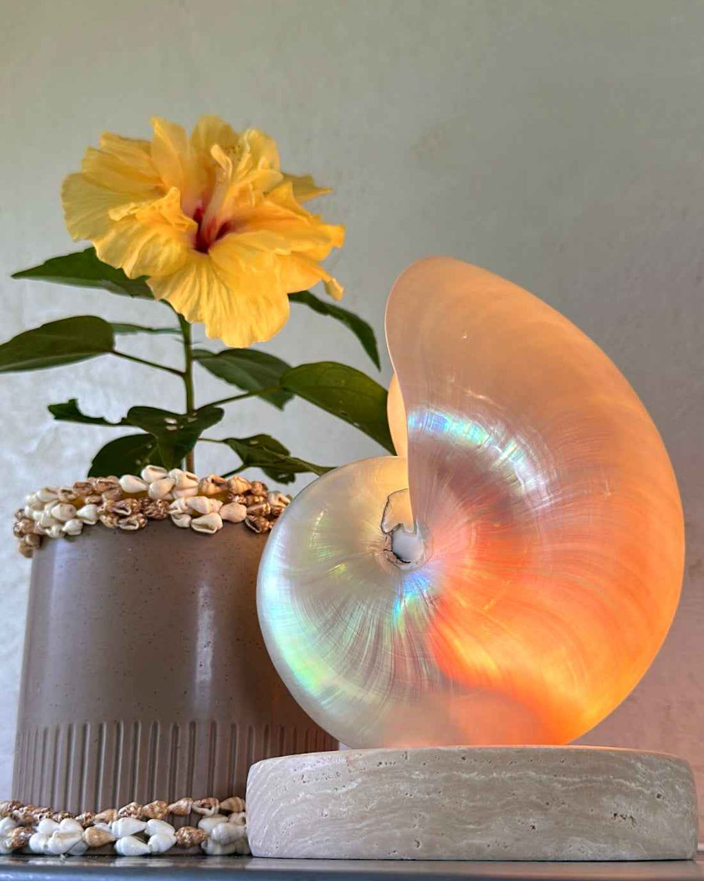 Mother of Pearl Nautilus - Large