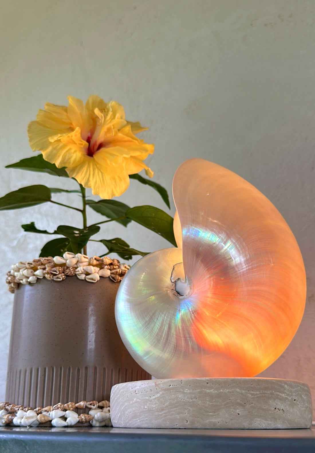 Mother of Pearl Nautilus - Large