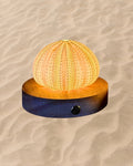 rechargeable LED Sea urchin shell lamp