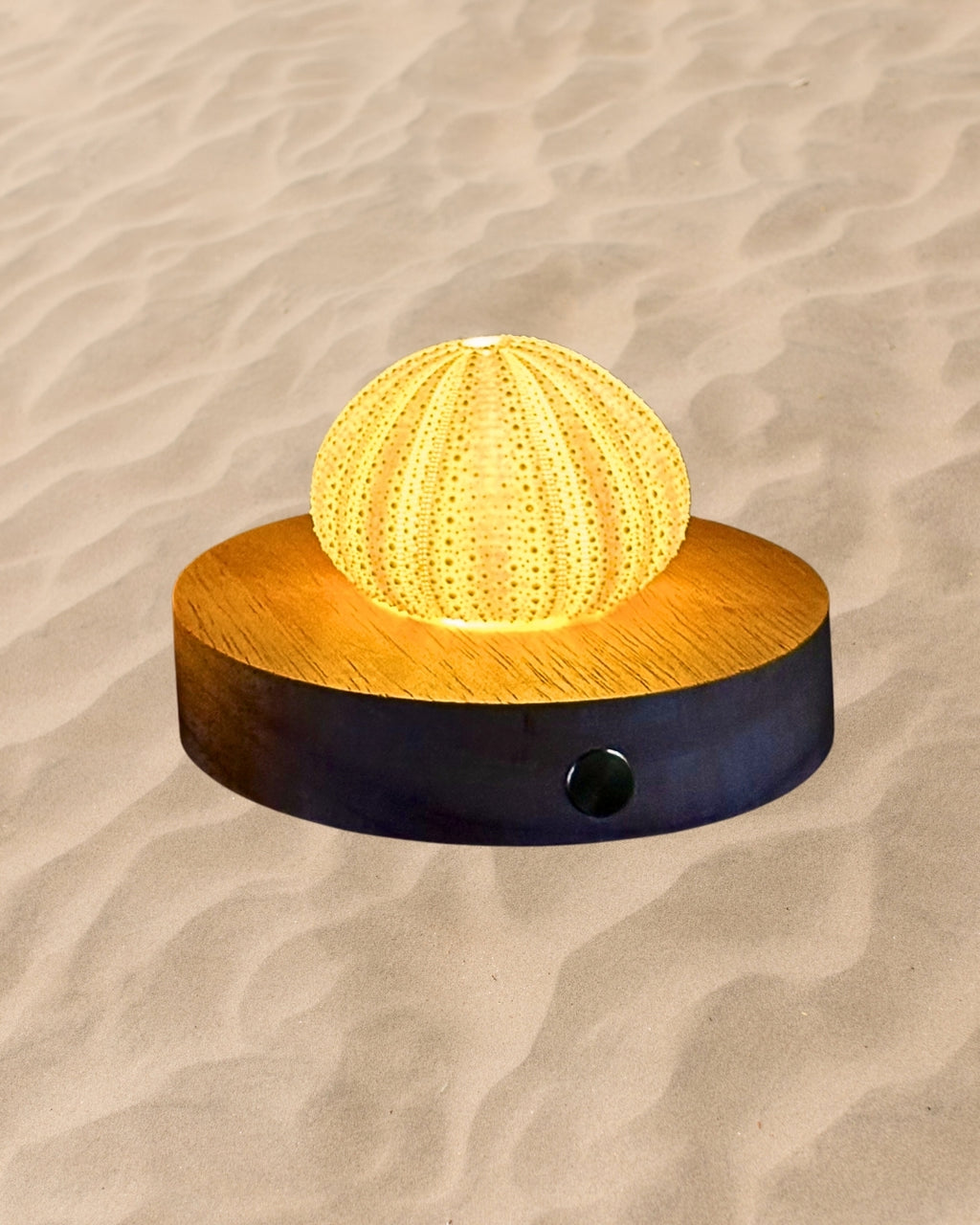 rechargeable LED Sea urchin shell lamp