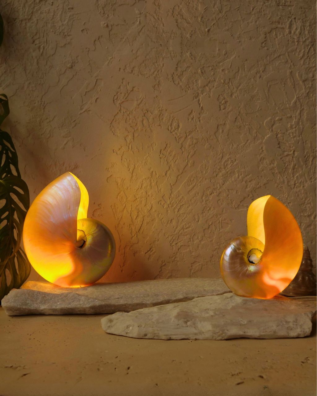 LARGE Grande Mother of Pearl