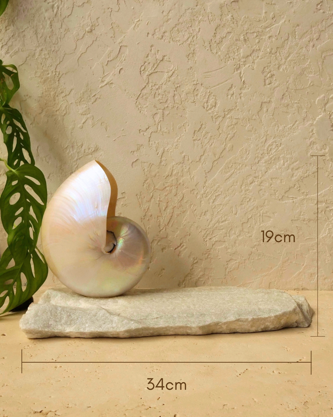 LARGE Grande Mother of Pearl