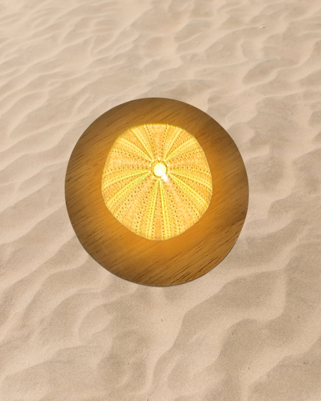 rechargeable LED Sea urchin shell lamp