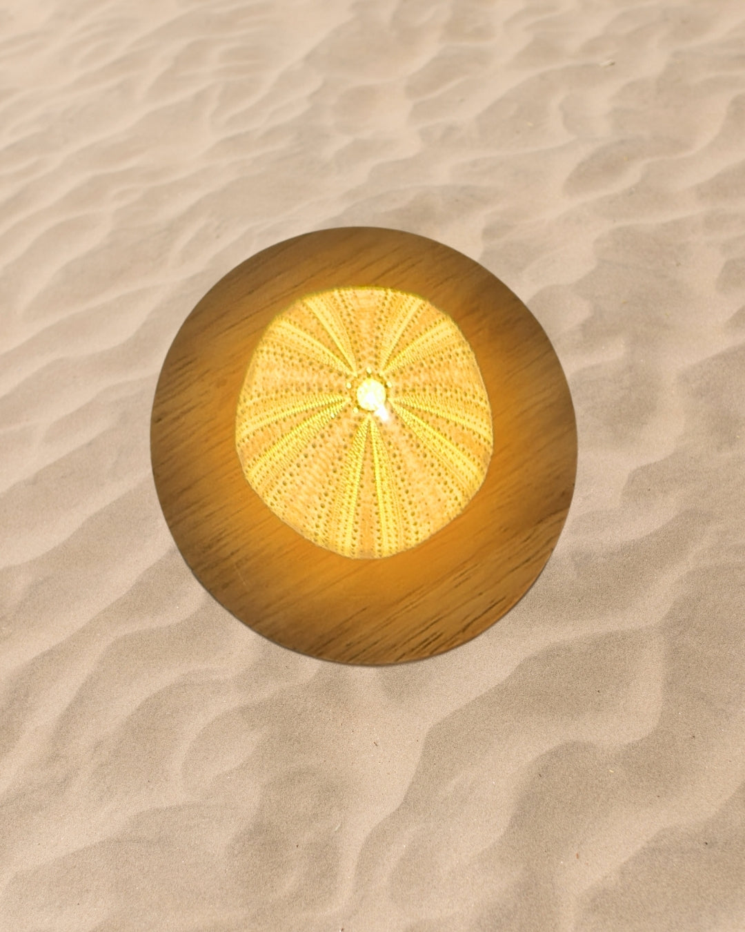rechargeable LED Sea urchin shell lamp