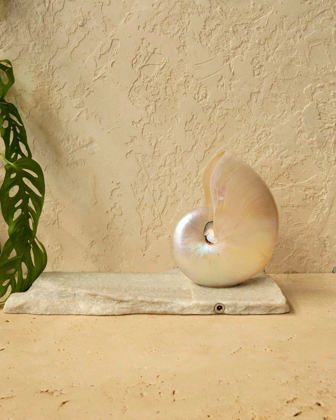 LARGE Grande Mother of Pearl