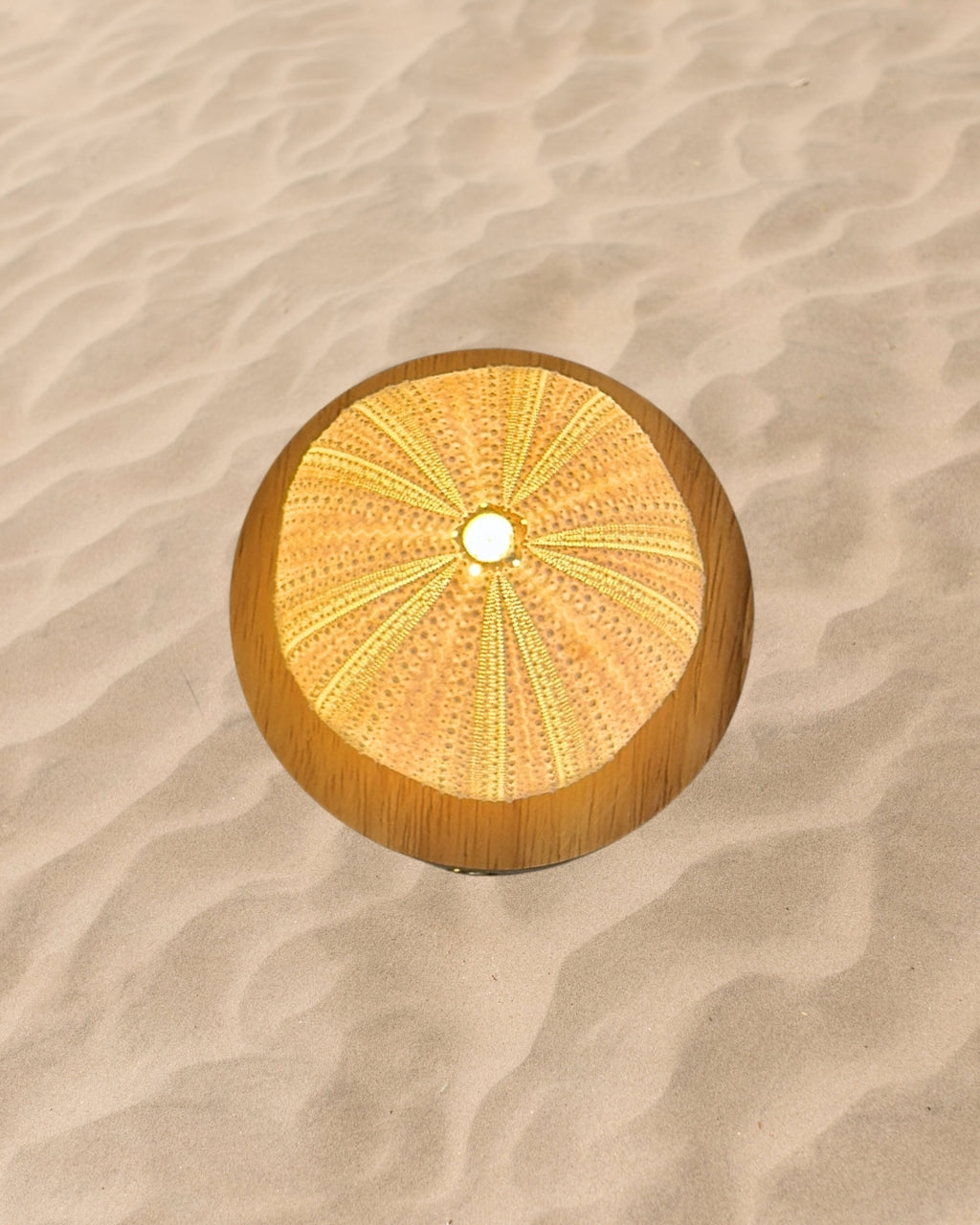 rechargeable LED Sea urchin shell lamp