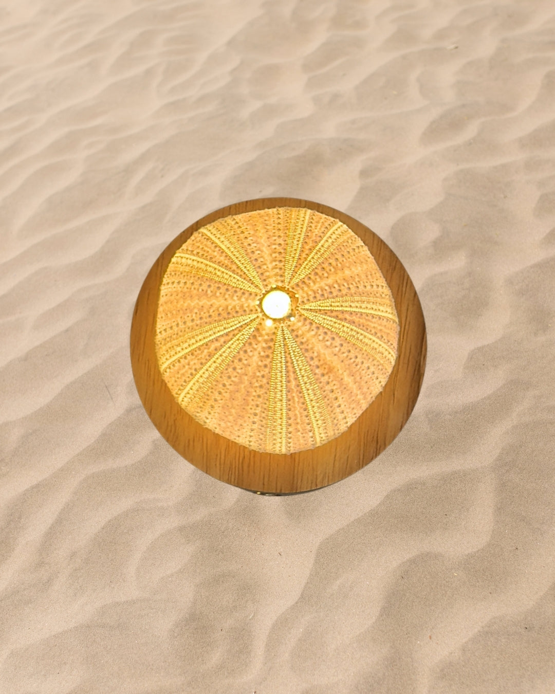 rechargeable LED Sea urchin shell lamp