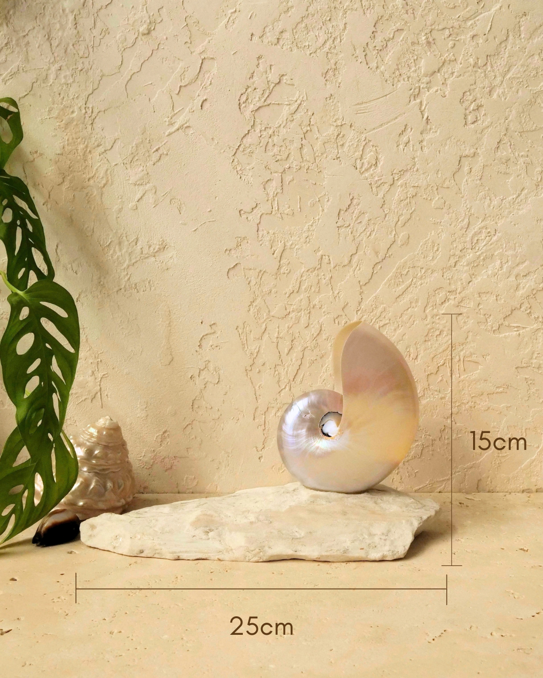 SMALL Grande Mother of Pearl