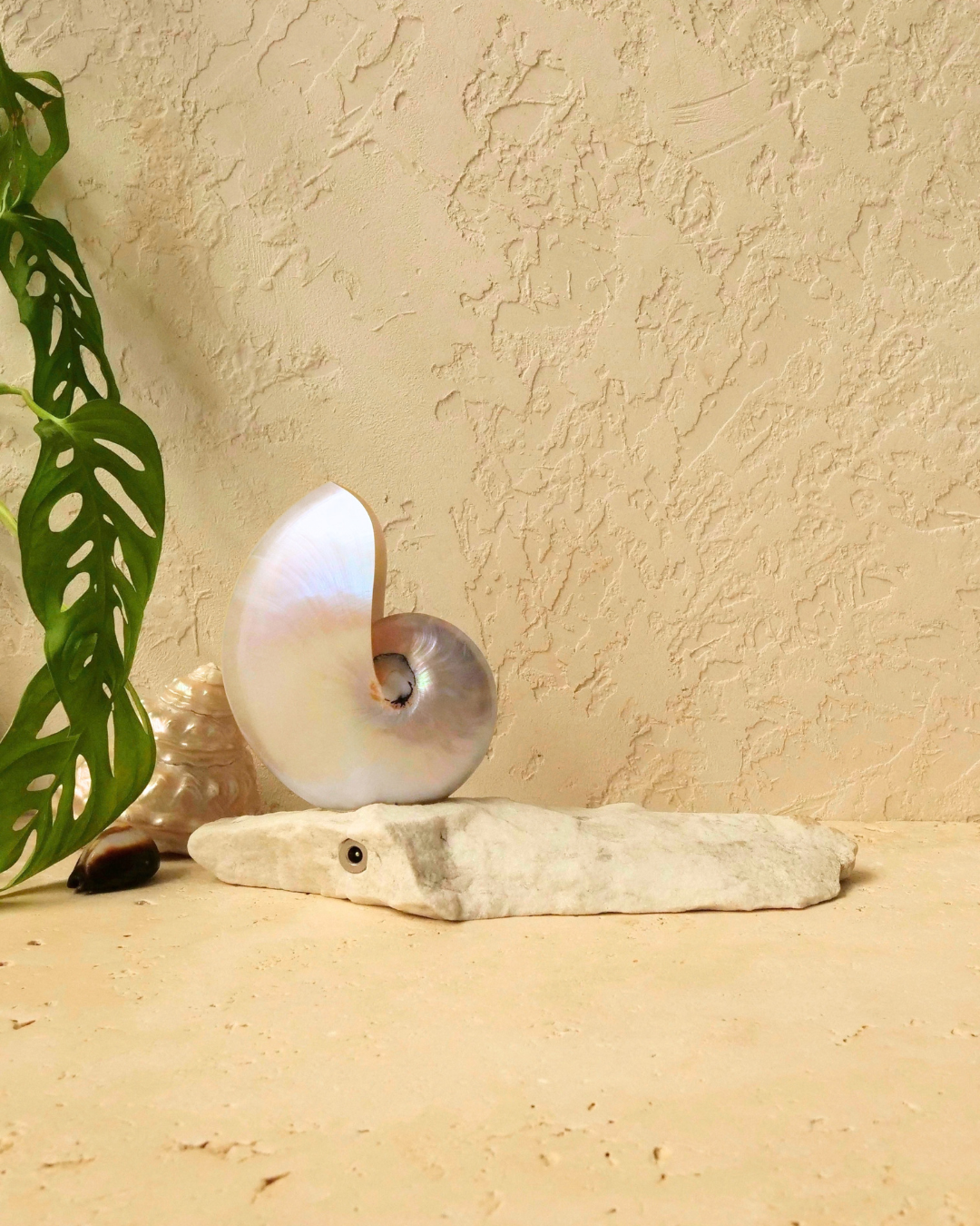 SMALL Grande Mother of Pearl