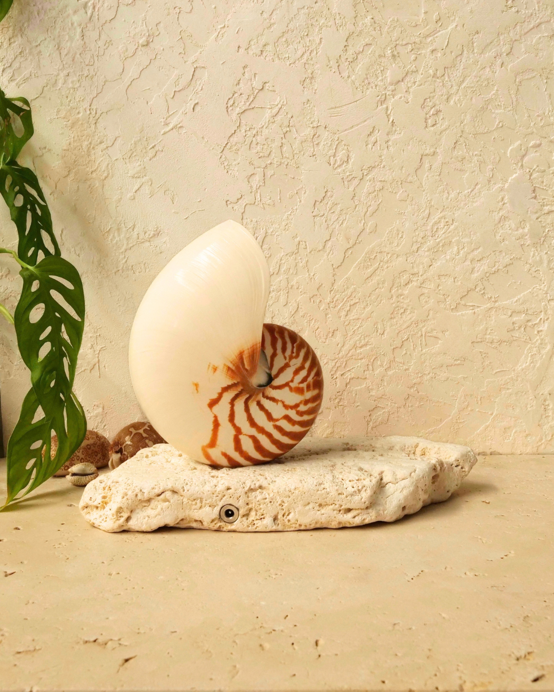 A large white nautilus shell with orange-brown spiral bands displayed on a textured beige limestone base against a textured rendered wall