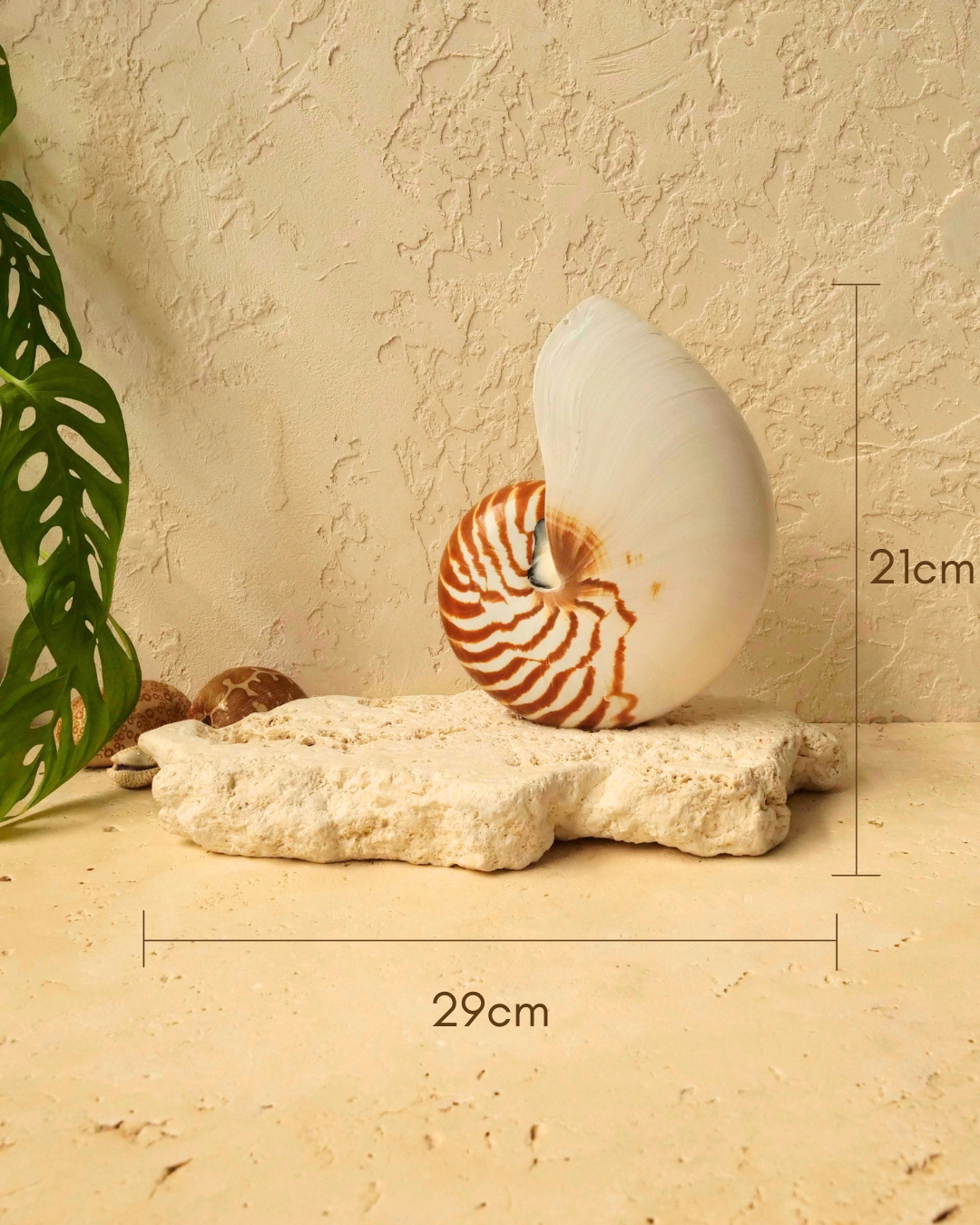 A large white nautilus shell with orange-brown spiral bands displayed on a textured beige limestone base against a textured rendered wall, with dimension markers showing 29cm width and 21cm height.