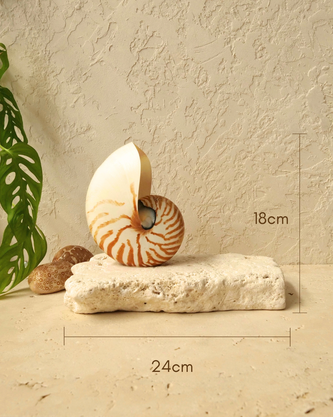 LARGE Natural Grande #2
