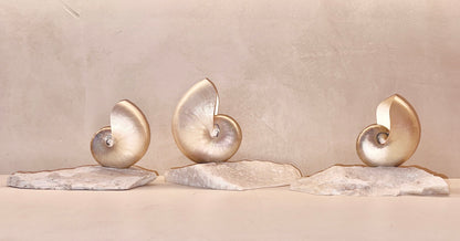 Grande Mother of Pearl - large