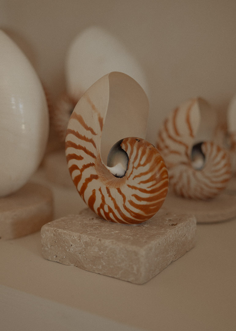 Nautilus Shell Lamp - Square Travertine base