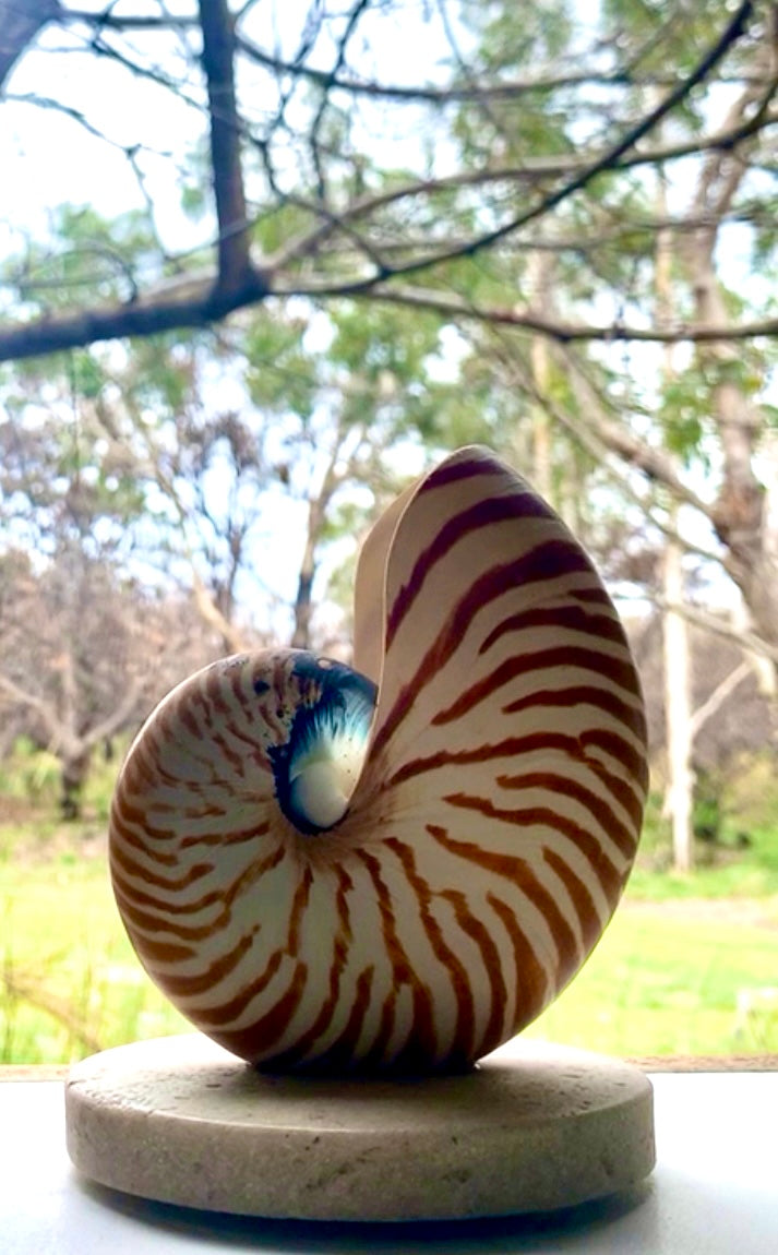 Nautilus Shell Lamp - Small