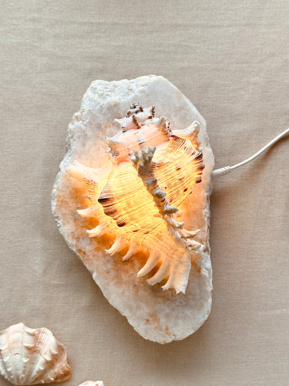 Ramosus Shellamp - Medium