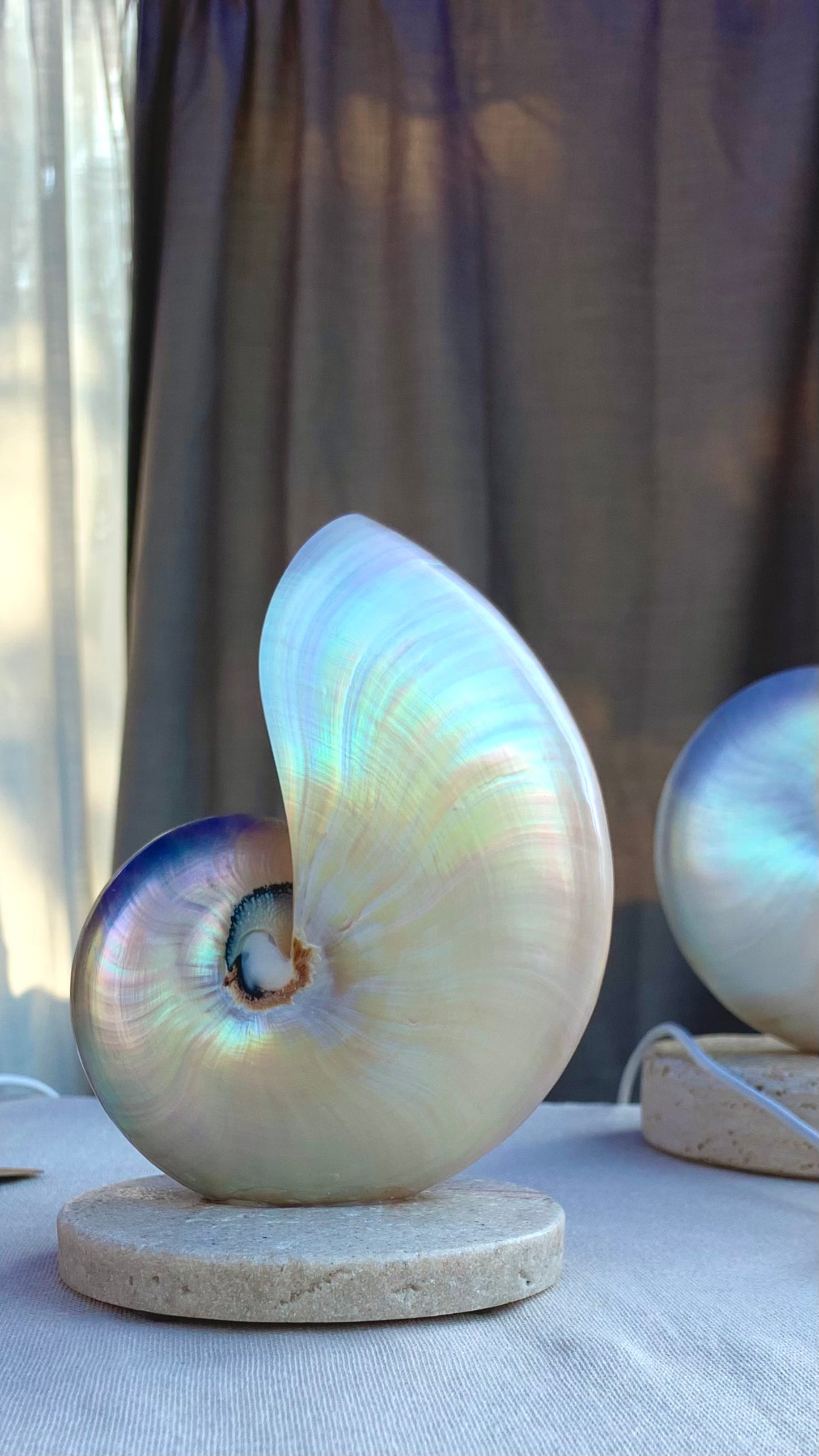 Mother of Pearl Nautilus  - Small