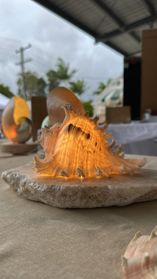 Ramosus Shellamp - Medium