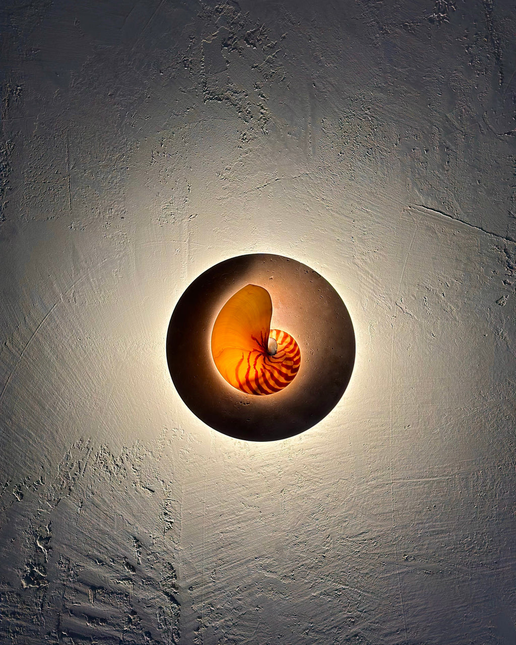 Nautilus shell and travertine stone wall sconce on textured render
