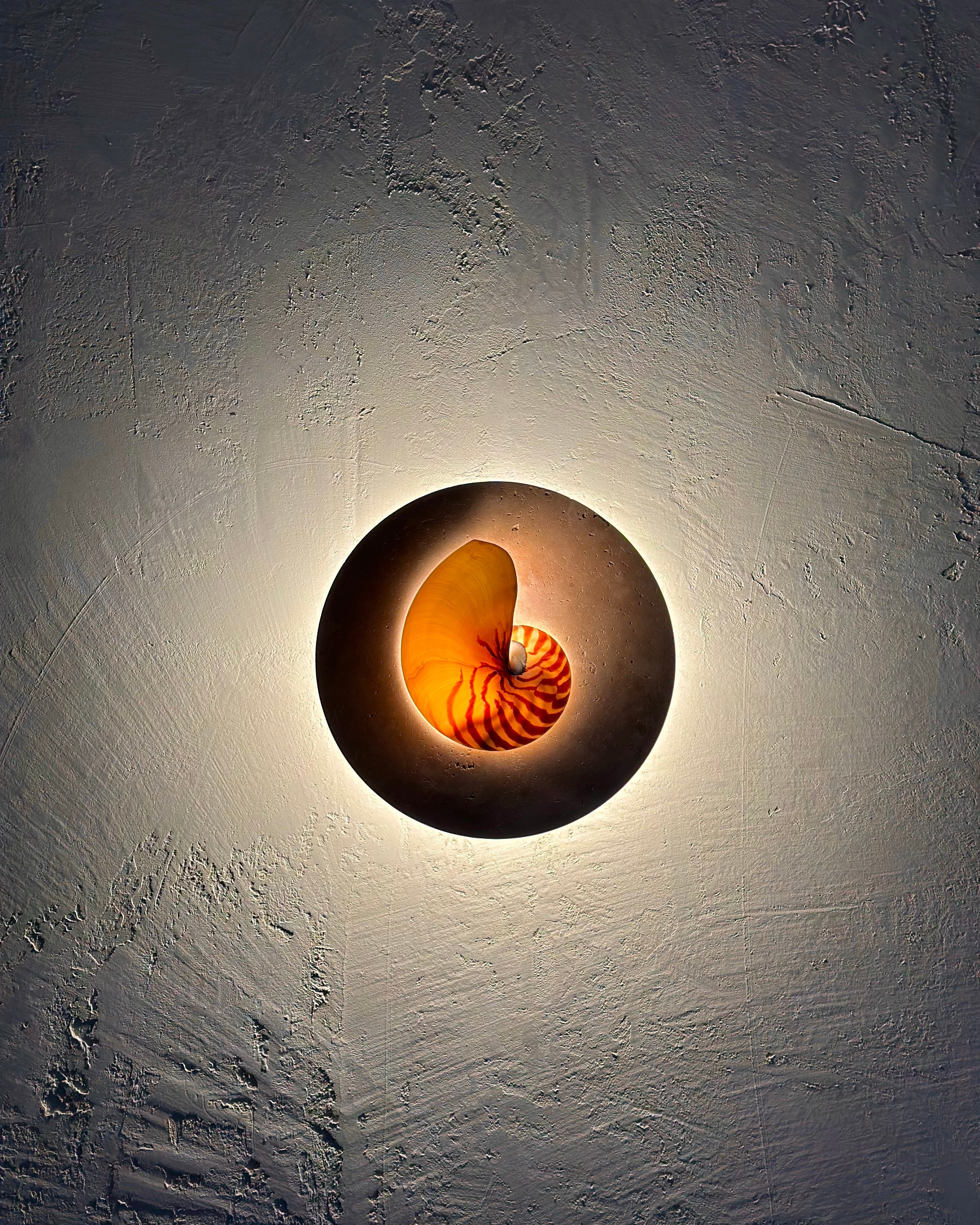 Nautilus shell and travertine stone wall sconce on textured render