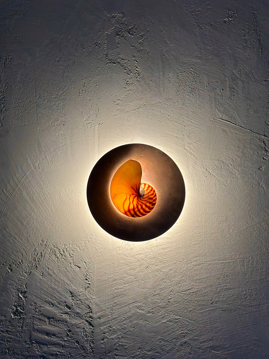 Natural Nautilus wall sconce