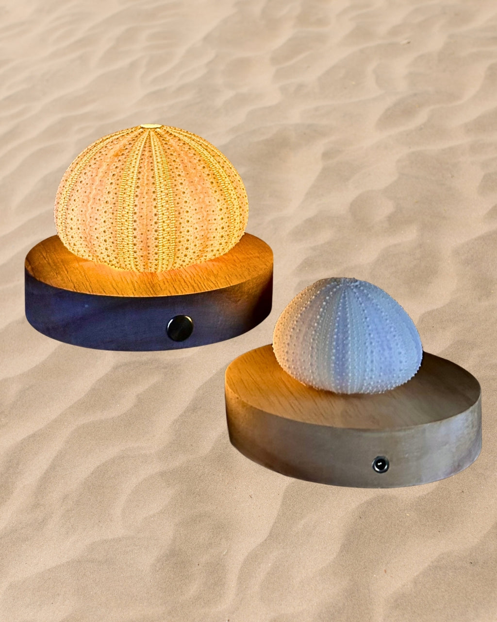 rechargeable LED Sea urchin shell lamps