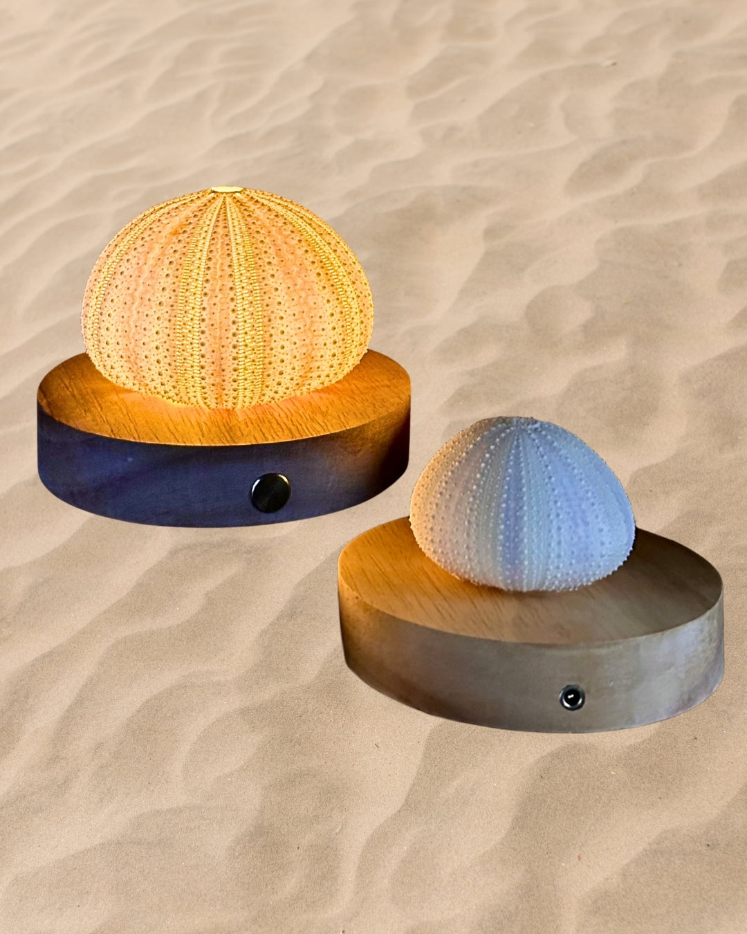 rechargeable LED Sea urchin shell lamps