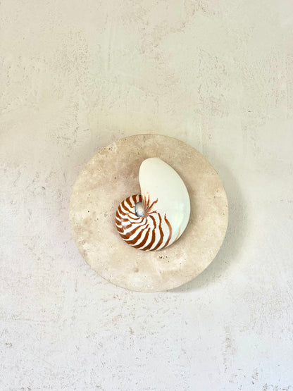 Natural Nautilus wall sconce