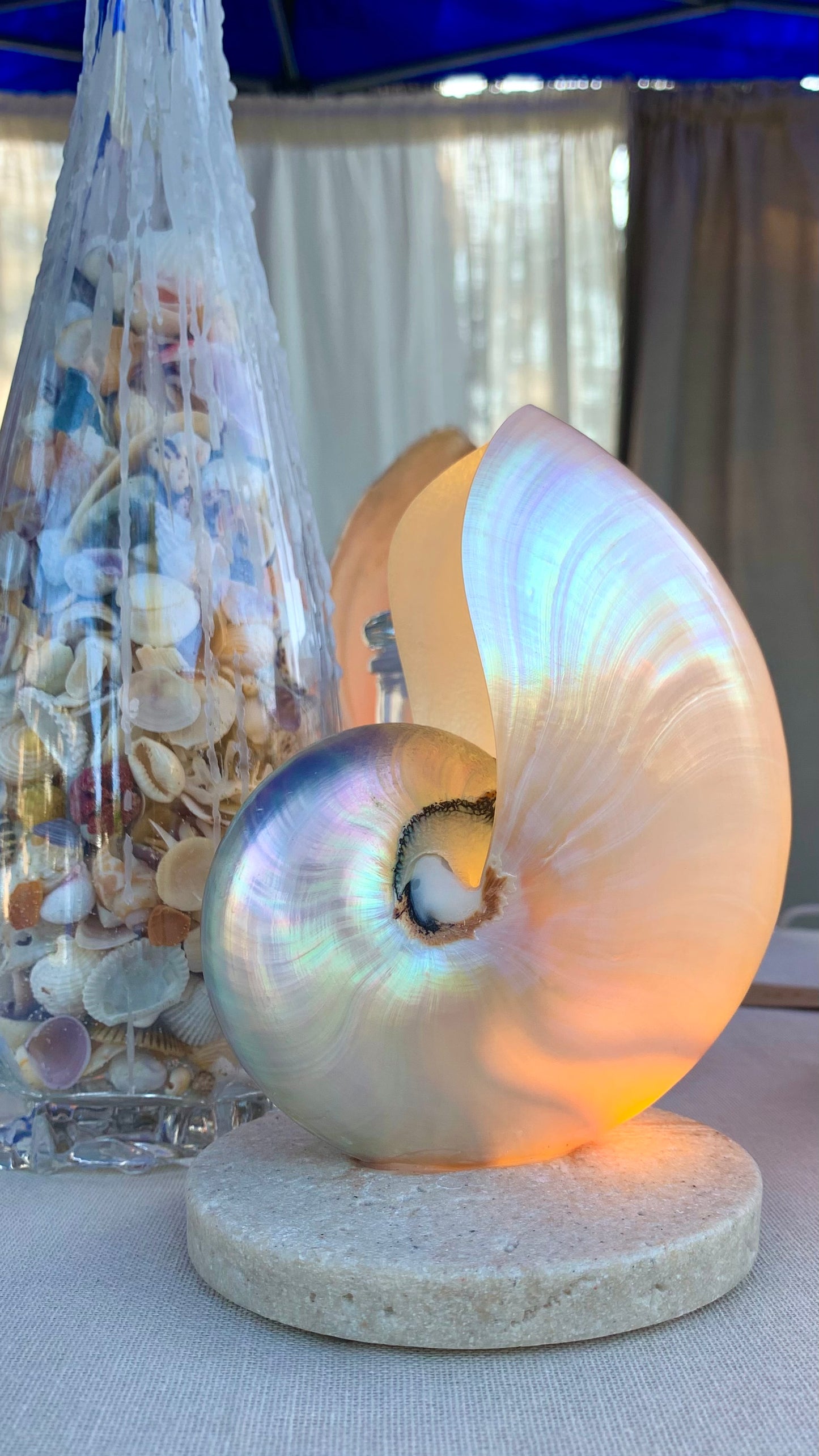 Mother of Pearl Nautilus  - Small