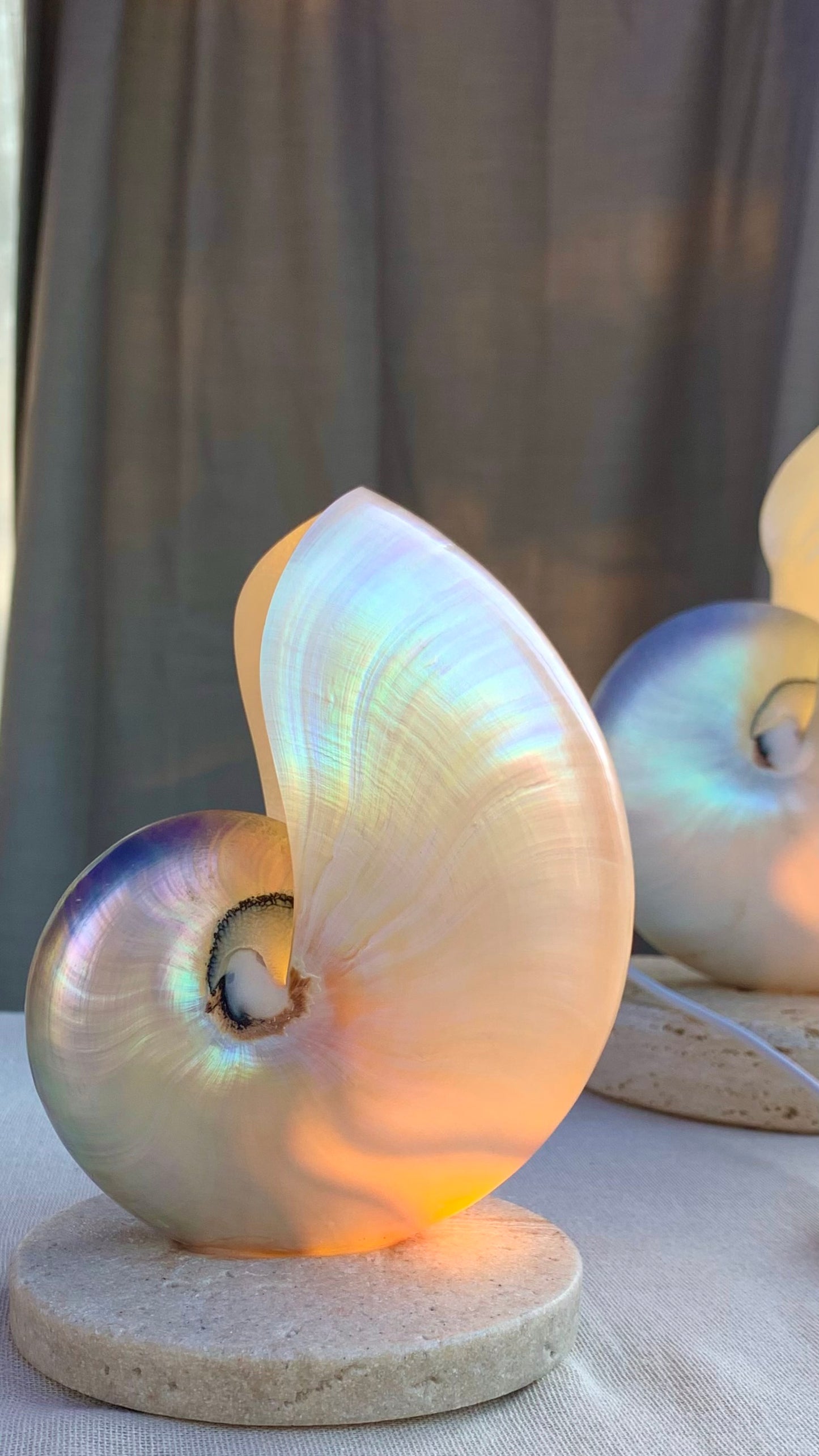 Mother of Pearl Nautilus  - Small