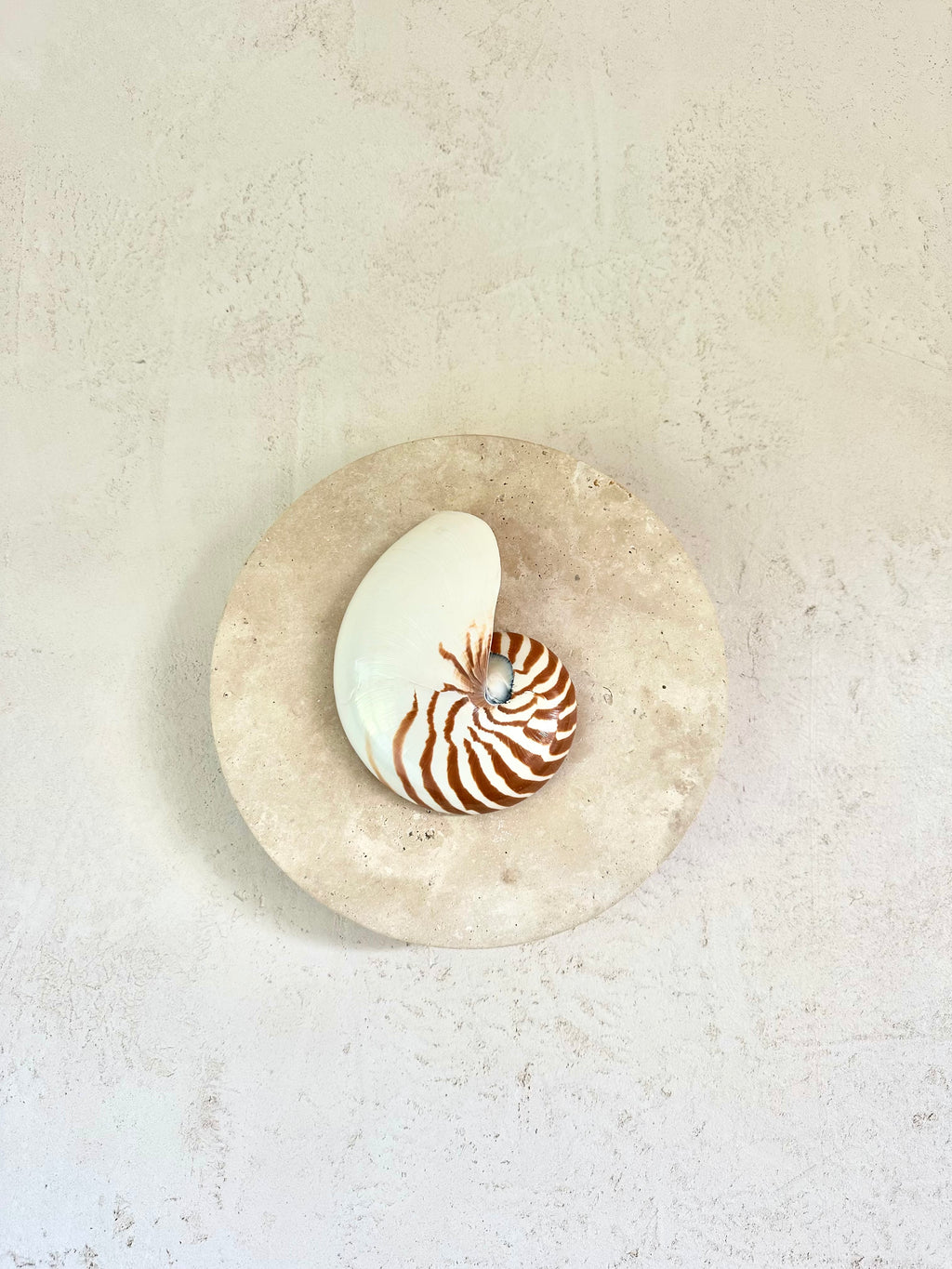 Nautilus shell and travertine stone wall sconce on textured render