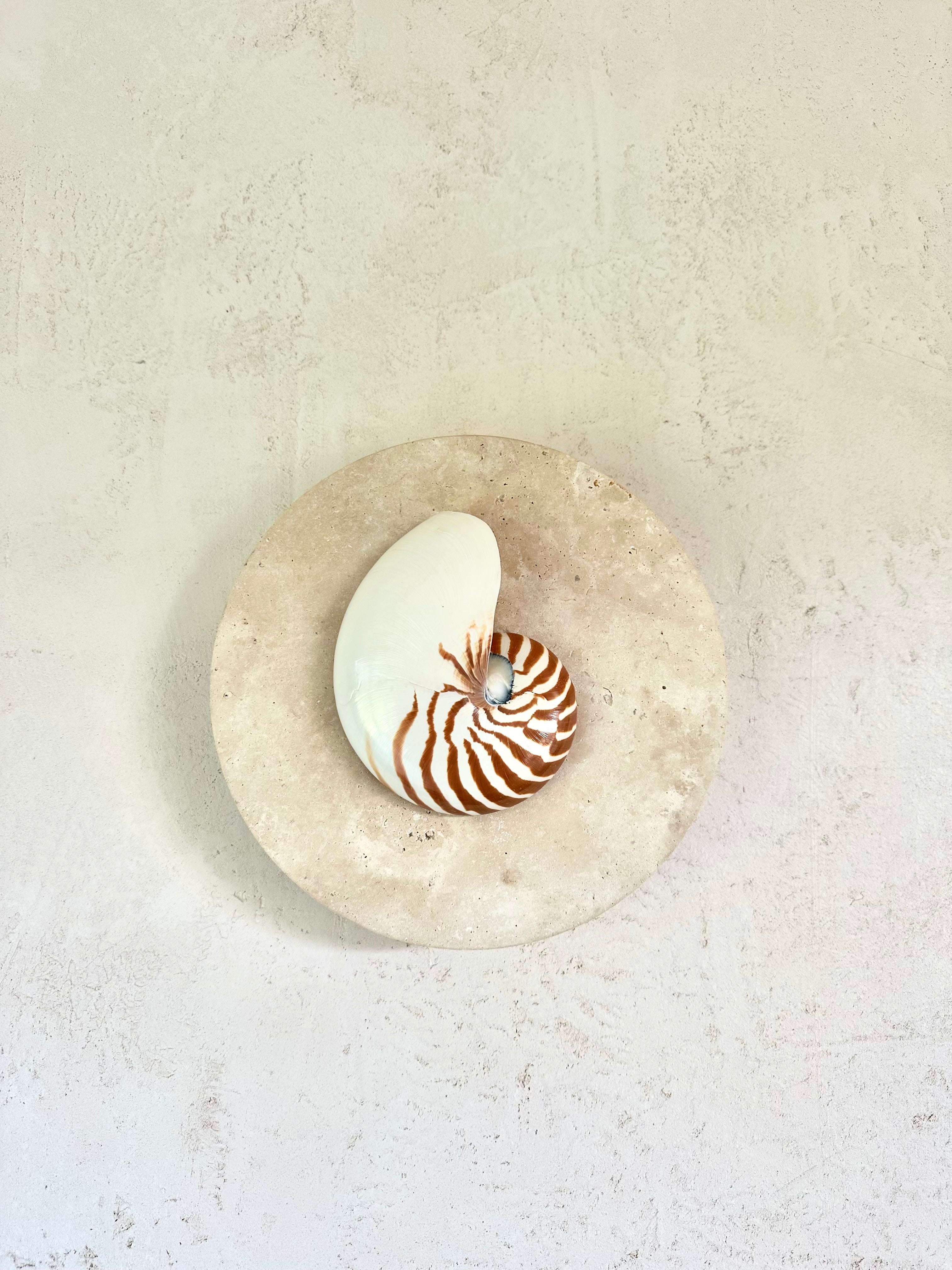 Nautilus shell and travertine stone wall sconce on textured render