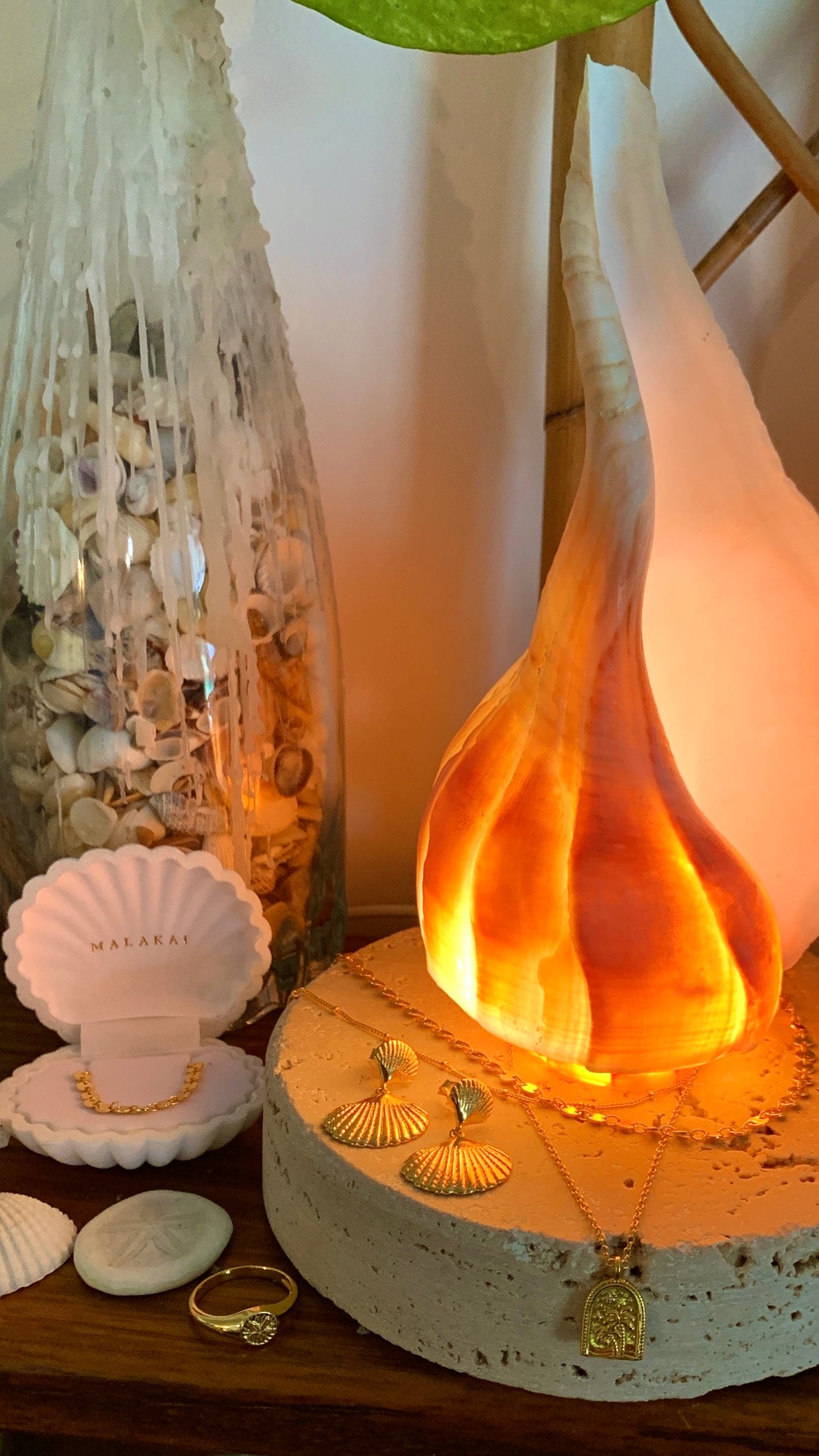 Lightning Whelk Shell Lamp