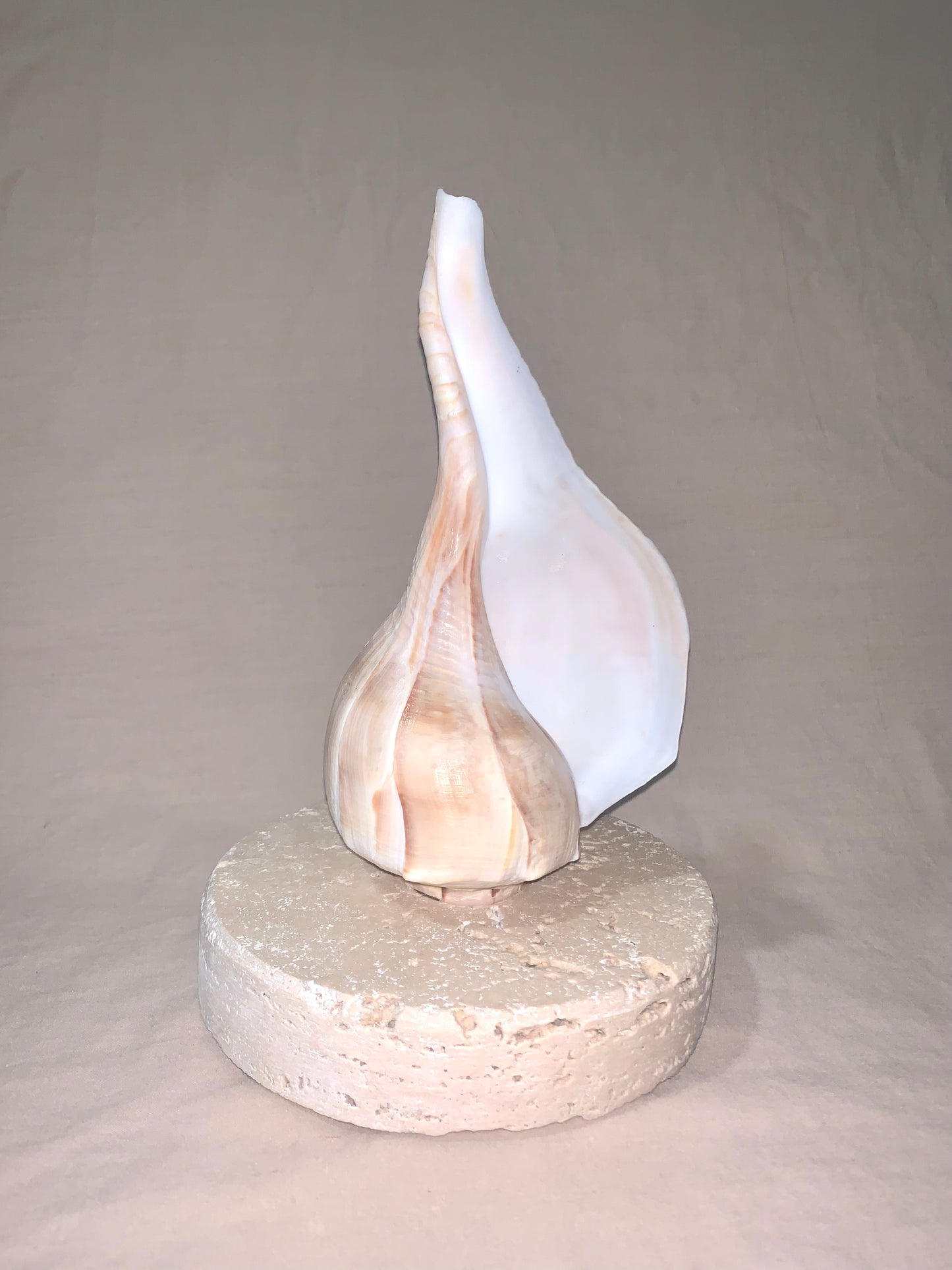 Lightning Whelk Shell Lamp